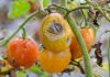 Mosambi 25 Kg Rs 300, Tomatoes 5 Kg Rs 4 in Andhra Pradesh