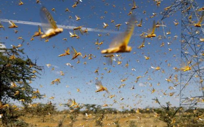 Rajasthan, Punjab farmers terrified with locusts attack